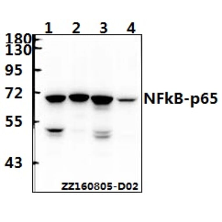 Anti-NFkB-p65 (K303) Antibody from Bioworld Technology (BS3157) - Antibodies.com