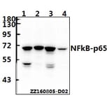 Anti-NFkB-p65 (K303) Antibody from Bioworld Technology (BS3157) - Antibodies.com