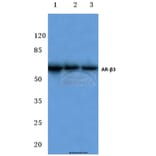 Anti-AR-β3 (L291) Antibody from Bioworld Technology (BS3158) - Antibodies.com