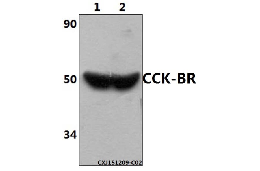 Anti-CCK-BR (L54) Antibody from Bioworld Technology (BS3159) - Antibodies.com