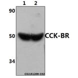 Anti-CCK-BR (L54) Antibody from Bioworld Technology (BS3159) - Antibodies.com