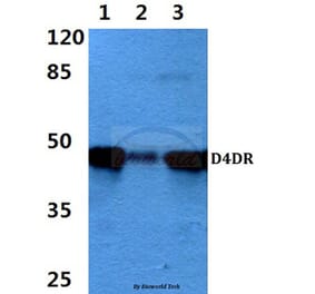 Anti-D4DR (L396) Antibody from Bioworld Technology (BS3160) - Antibodies.com