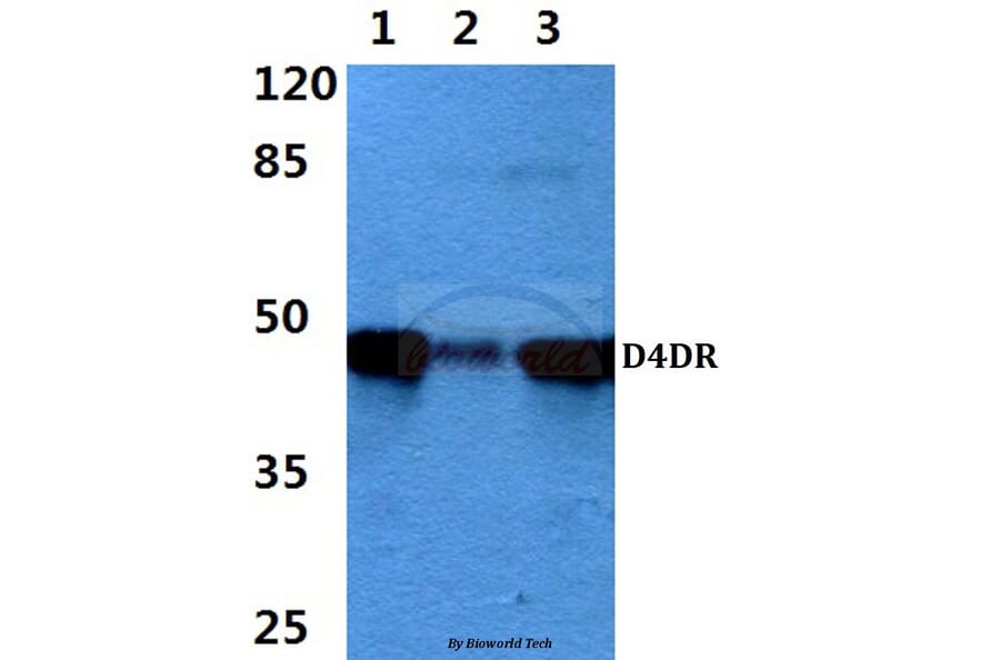 Anti-D4DR (L396) Antibody from Bioworld Technology (BS3160) - Antibodies.com