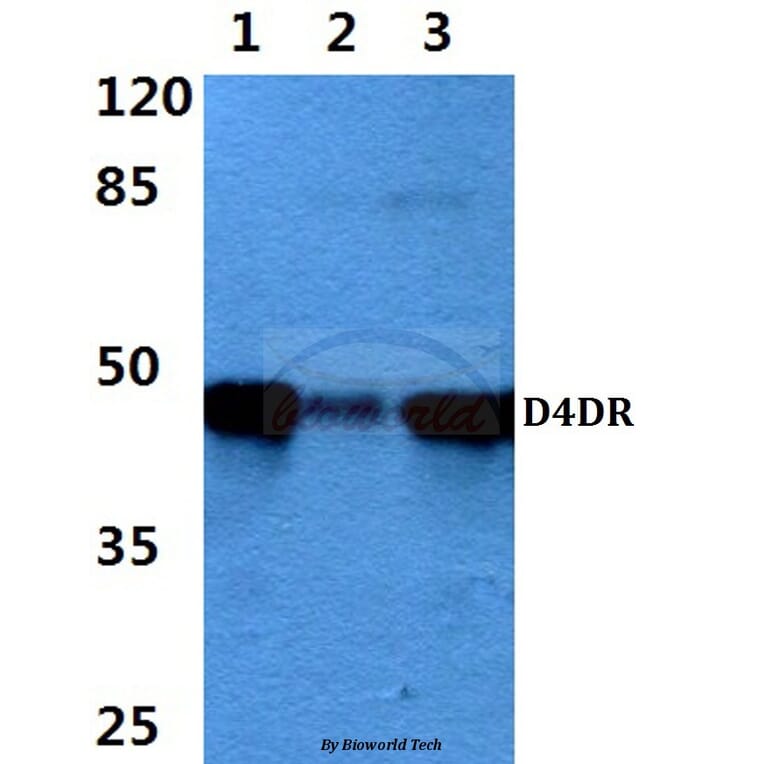 Anti-D4DR (L396) Antibody from Bioworld Technology (BS3160) - Antibodies.com