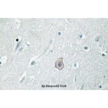 Anti-EP3 (R39) Antibody from Bioworld Technology (BS3162) - Antibodies.com