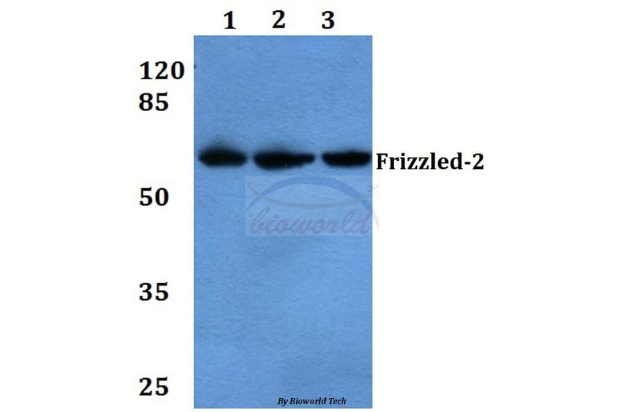 Anti-Frizzled-2 (E240) Antibody from Bioworld Technology (BS3163) - Antibodies.com