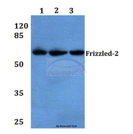 Anti-Frizzled-2 (E240) Antibody from Bioworld Technology (BS3163) - Antibodies.com