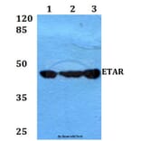 Anti-ETAR (D424) Antibody from Bioworld Technology (BS3165) - Antibodies.com