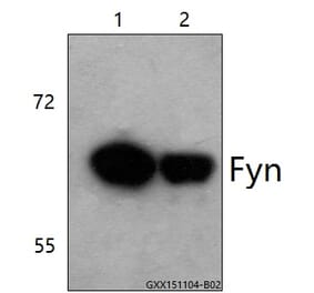 Anti-Fyn (K207) Antibody from Bioworld Technology (BS3185) - Antibodies.com