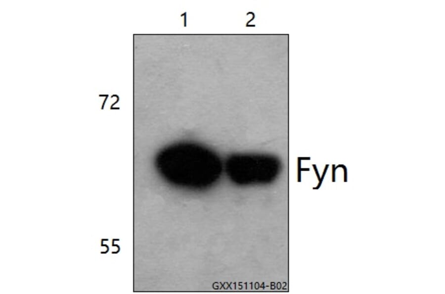 Anti-Fyn (K207) Antibody from Bioworld Technology (BS3185) - Antibodies.com
