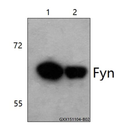 Anti-Fyn (K207) Antibody from Bioworld Technology (BS3185) - Antibodies.com