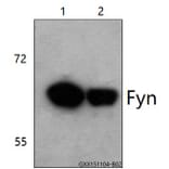 Anti-Fyn (K207) Antibody from Bioworld Technology (BS3185) - Antibodies.com