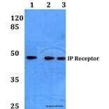Anti-IP Receptor (H237) Antibody from Bioworld Technology (BS3196) - Antibodies.com
