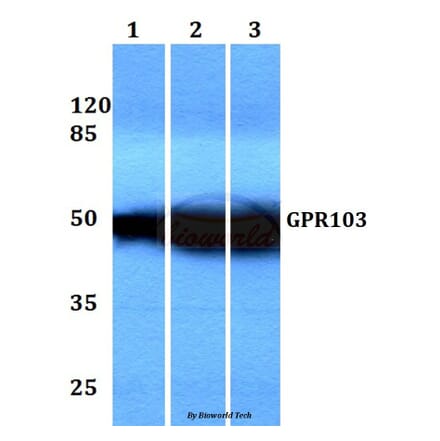 Anti-GPR103 (I310) Antibody from Bioworld Technology (BS3198) - Antibodies.com