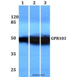 Anti-GPR103 (I310) Antibody from Bioworld Technology (BS3198) - Antibodies.com