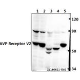 Anti-AVP Receptor V2 (L111) Antibody from Bioworld Technology (BS3210) - Antibodies.com