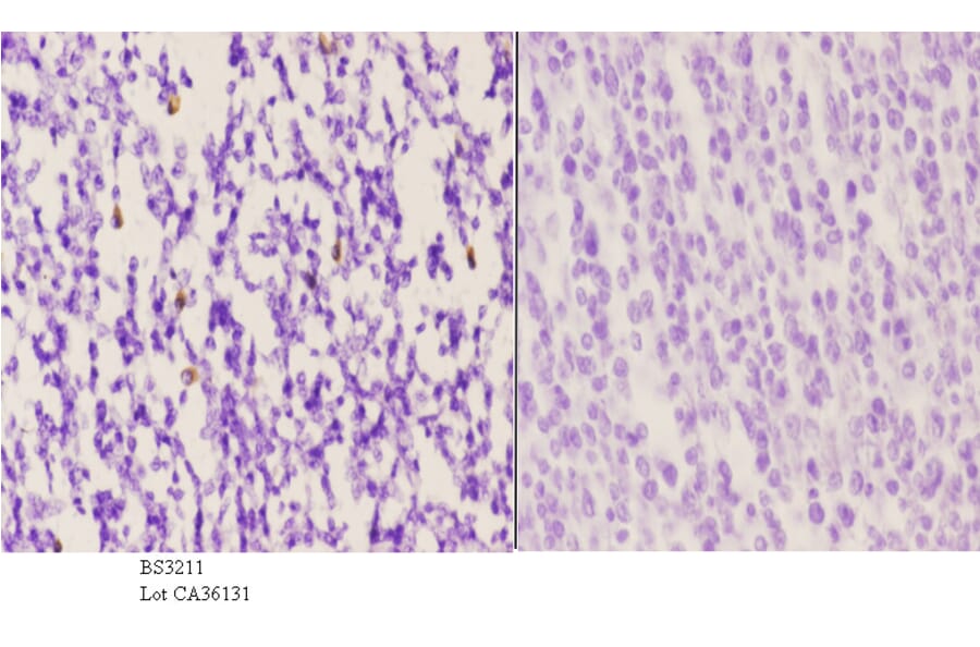 Anti-VPAC1 (V371) Antibody from Bioworld Technology (BS3211) - Antibodies.com