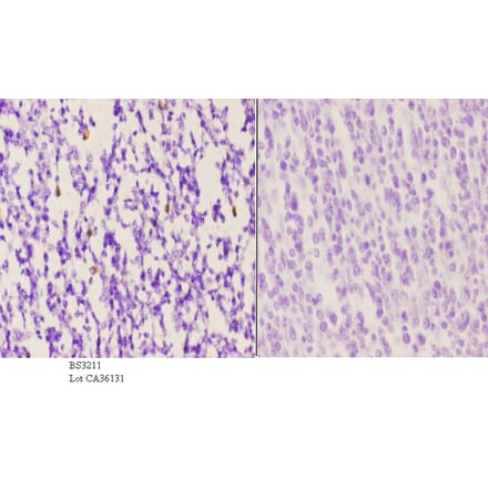 Anti-VPAC1 (V371) Antibody from Bioworld Technology (BS3211) - Antibodies.com