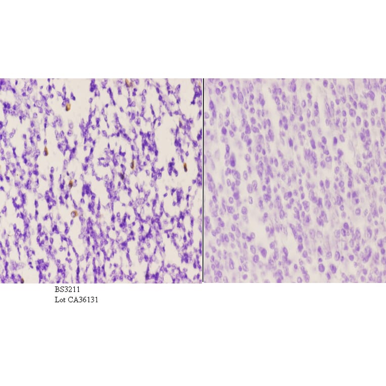 Anti-VPAC1 (V371) Antibody from Bioworld Technology (BS3211) - Antibodies.com