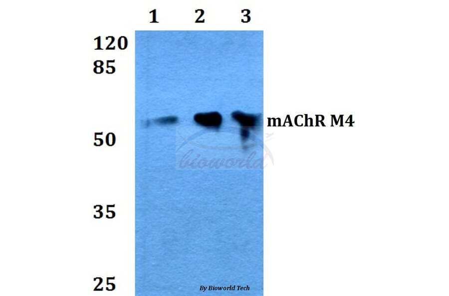Anti-mAChR M4 (P277) Antibody from Bioworld Technology (BS3236) - Antibodies.com