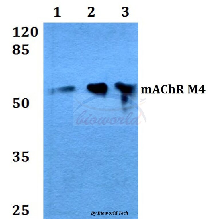Anti-mAChR M4 (P277) Antibody from Bioworld Technology (BS3236) - Antibodies.com