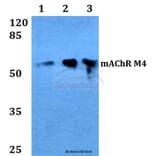 Anti-mAChR M4 (P277) Antibody from Bioworld Technology (BS3236) - Antibodies.com