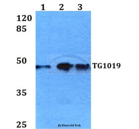 Anti-TG1019 (R251) Antibody from Bioworld Technology (BS3237) - Antibodies.com