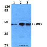 Anti-TG1019 (R251) Antibody from Bioworld Technology (BS3237) - Antibodies.com