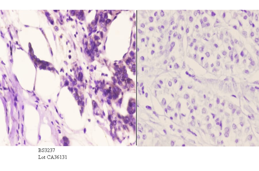 Anti-TG1019 (R251) Antibody from Bioworld Technology (BS3237) - Antibodies.com