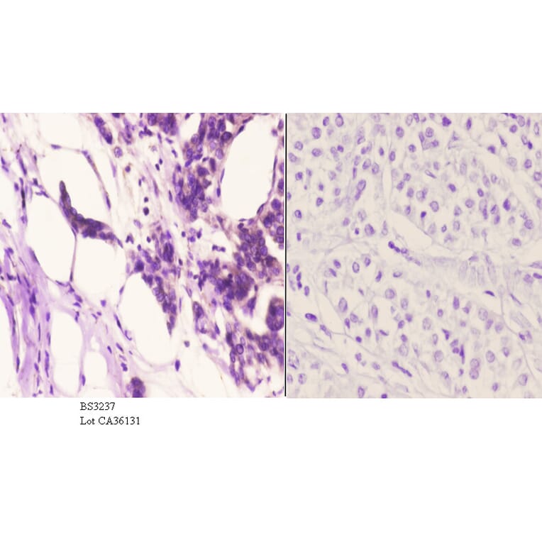 Anti-TG1019 (R251) Antibody from Bioworld Technology (BS3237) - Antibodies.com