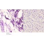 Anti-TG1019 (R251) Antibody from Bioworld Technology (BS3237) - Antibodies.com