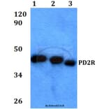 Anti-PD2R (E301) Antibody from Bioworld Technology (BS3239) - Antibodies.com