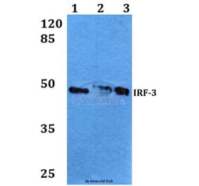 Anti-IRF-3 (V391) Antibody from Bioworld Technology (BS3244) - Antibodies.com