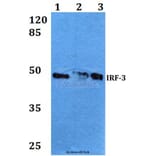 Anti-IRF-3 (V391) Antibody from Bioworld Technology (BS3244) - Antibodies.com