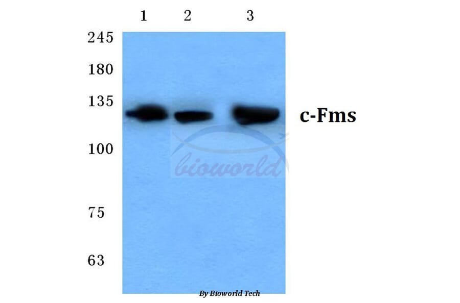 Anti-c-Fms (Q718) Antibody from Bioworld Technology (BS3245) - Antibodies.com