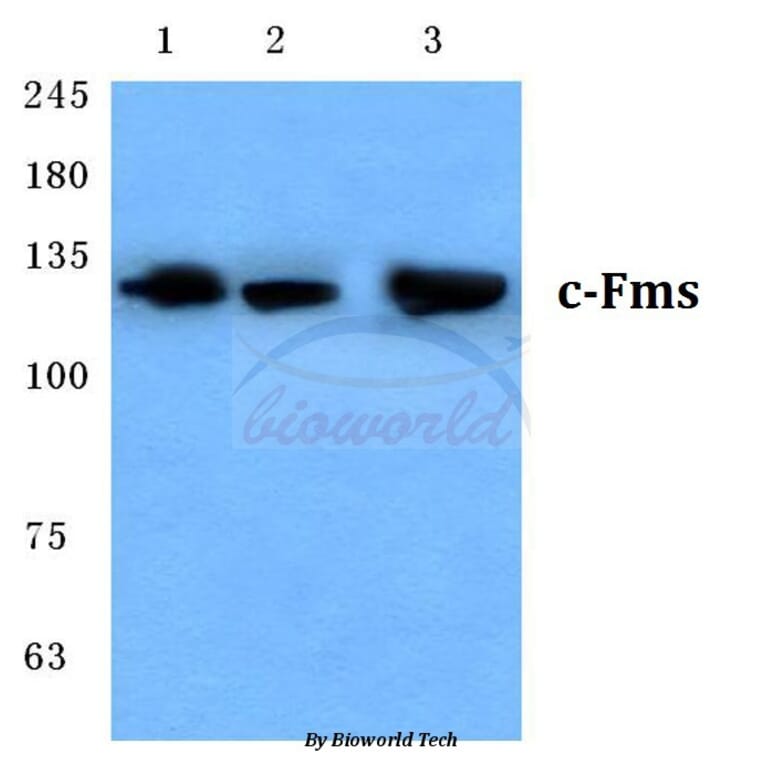 Anti-c-Fms (Q718) Antibody from Bioworld Technology (BS3245) - Antibodies.com