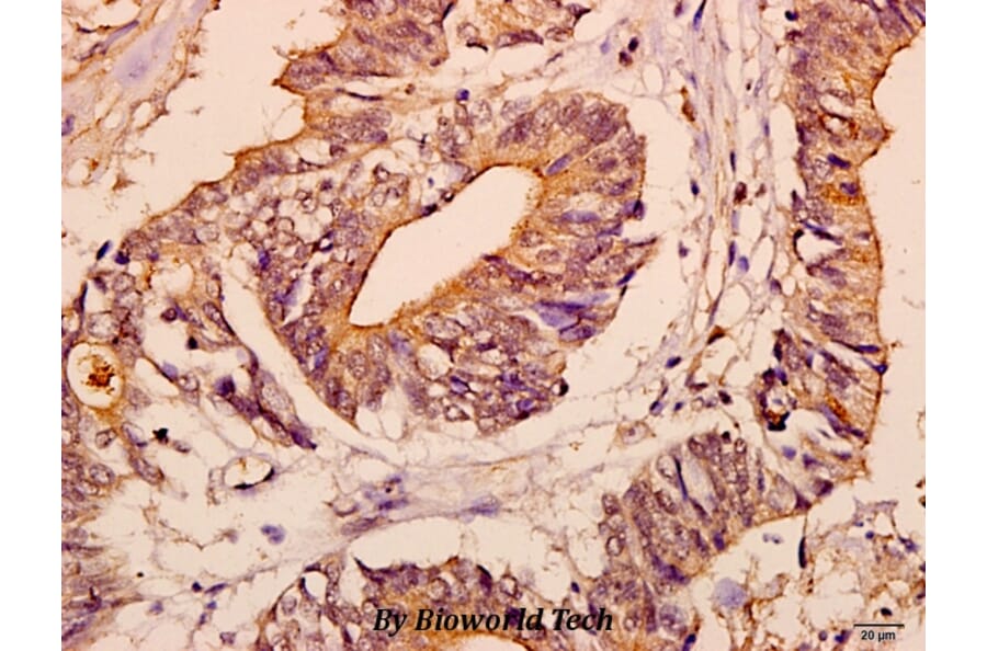 Anti-c-Fms (Q718) Antibody from Bioworld Technology (BS3245) - Antibodies.com