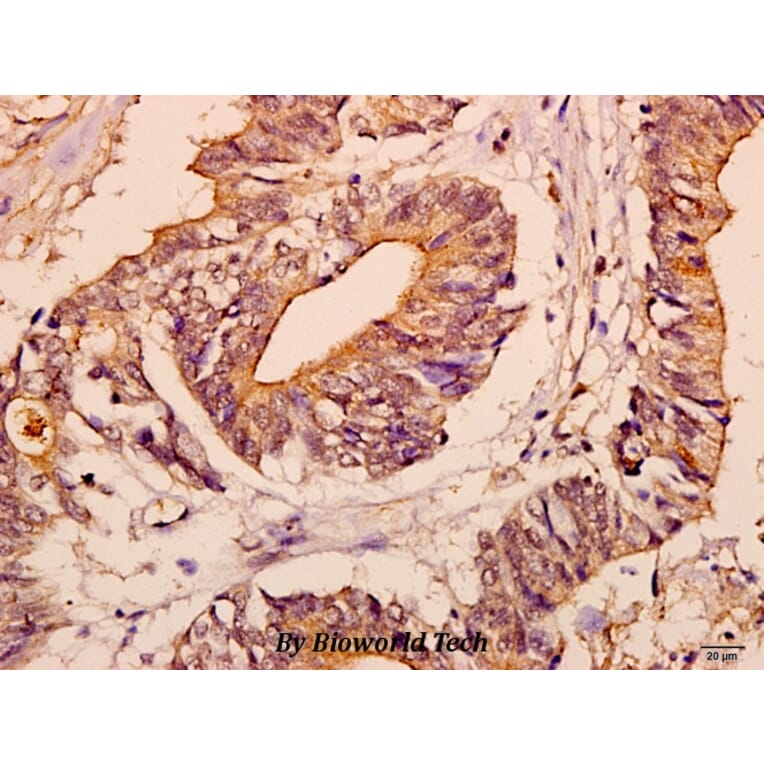 Anti-c-Fms (Q718) Antibody from Bioworld Technology (BS3245) - Antibodies.com