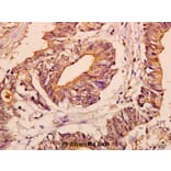 Anti-c-Fms (Q718) Antibody from Bioworld Technology (BS3245) - Antibodies.com