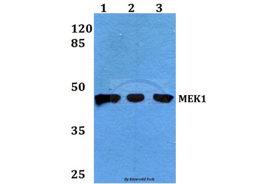 Anti-MEK1 (P293) Antibody from Bioworld Technology (BS3246) - Antibodies.com