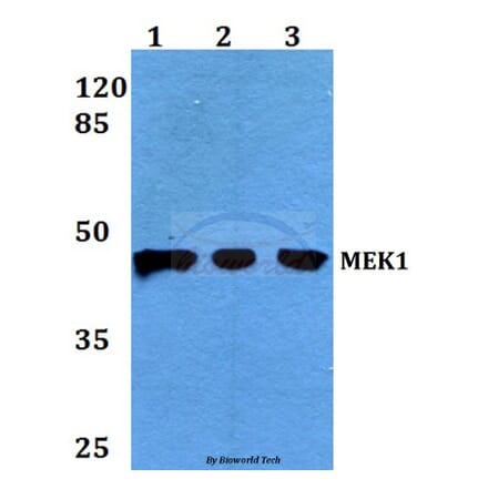 Anti-MEK1 (P293) Antibody from Bioworld Technology (BS3246) - Antibodies.com