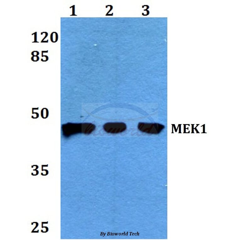 Anti-MEK1 (P293) Antibody from Bioworld Technology (BS3246) - Antibodies.com