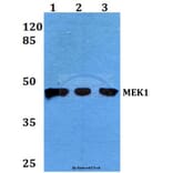 Anti-MEK1 (P293) Antibody from Bioworld Technology (BS3246) - Antibodies.com
