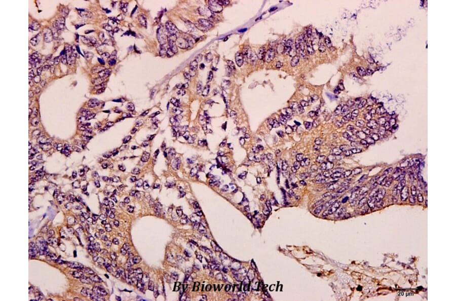 Anti-MEK1 (P293) Antibody from Bioworld Technology (BS3246) - Antibodies.com