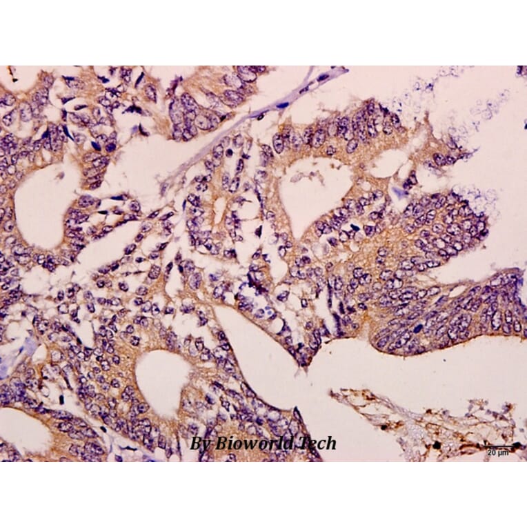 Anti-MEK1 (P293) Antibody from Bioworld Technology (BS3246) - Antibodies.com