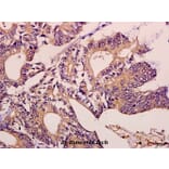 Anti-MEK1 (P293) Antibody from Bioworld Technology (BS3246) - Antibodies.com