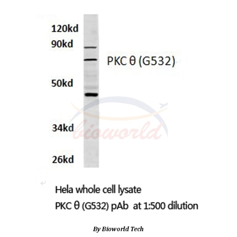 Anti-PKC θ (G532) Antibody from Bioworld Technology (BS3248) - Antibodies.com