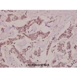 Anti-PKC θ (G532) Antibody from Bioworld Technology (BS3248) - Antibodies.com