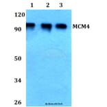 Anti-MCM4 (P50) Antibody from Bioworld Technology (BS3249) - Antibodies.com