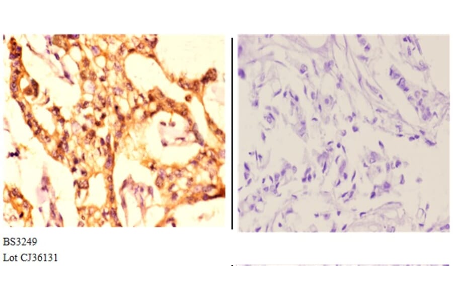 Anti-MCM4 (P50) Antibody from Bioworld Technology (BS3249) - Antibodies.com